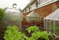 Use cloches to protect overwintering crops